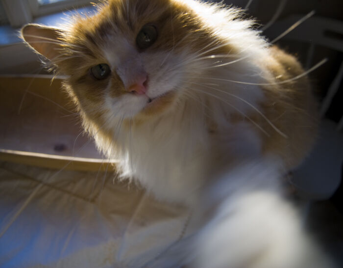 My Darling Skarphedin.