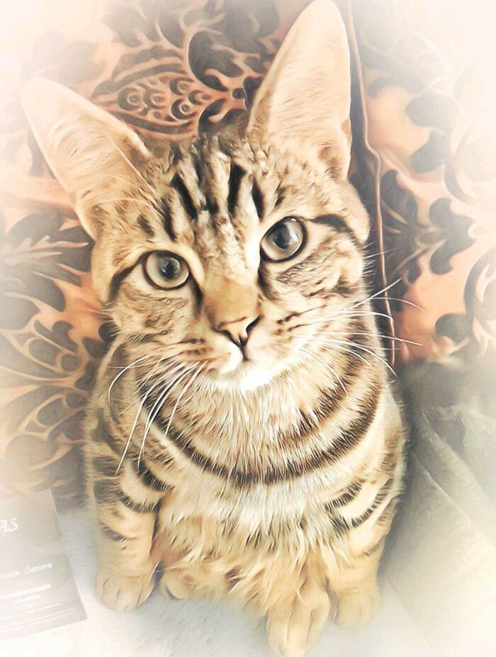 Negan And His Little Peets