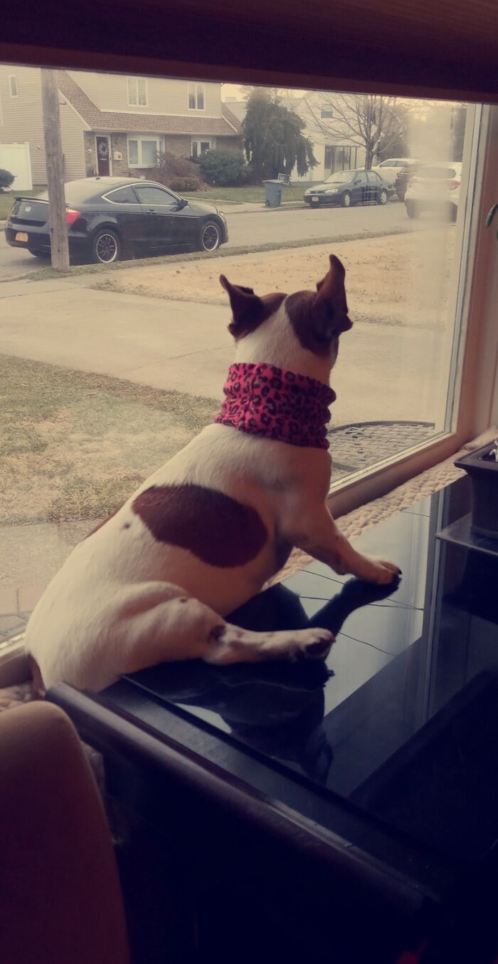 A Pic I Took Of My Weirdo Dog. She Likes Weird Positions.