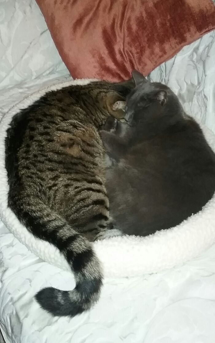 Tailor (Tabby) And Hera (Russian Blue) Tailor Has Crossed The Rainbow Bridge.