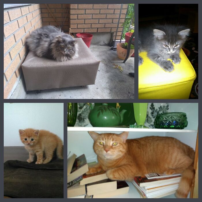 Plumo (Gray Floof) And Helio (Orange Potato) At 6 Weeks And At 7 Years Old. Brothers I Fostered And Failed To Let Go. I Also Adopted Mama Luna. They Had A Brother, Elvis (Black Void) Who Sadly, Did Not Make It Past Kittenhood. Please Foster And Rescue. Always Adopt, Never Shop!