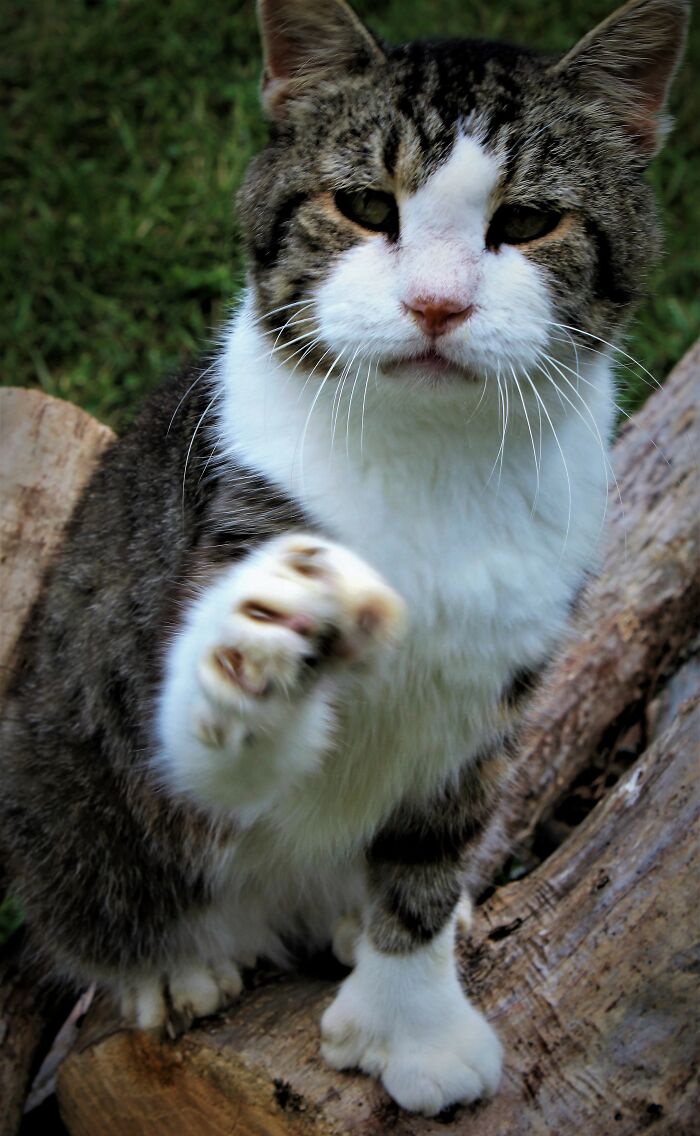 Bosscat And His Sweet Greeting