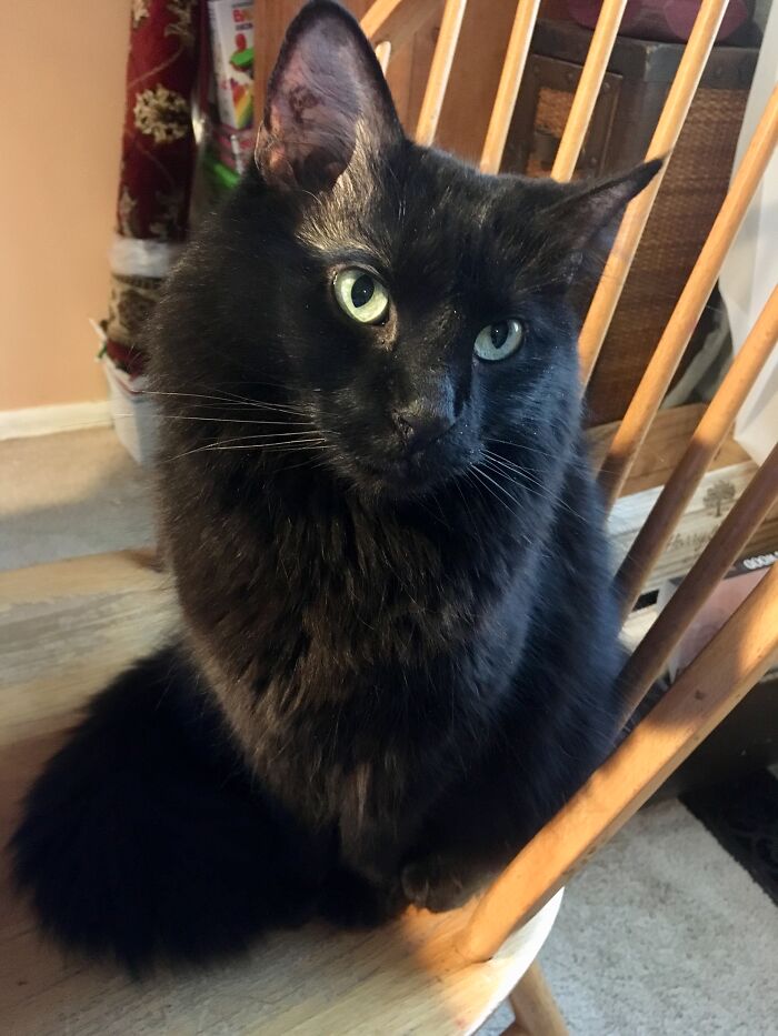 Teddy Just Wants To Love And Be Loved