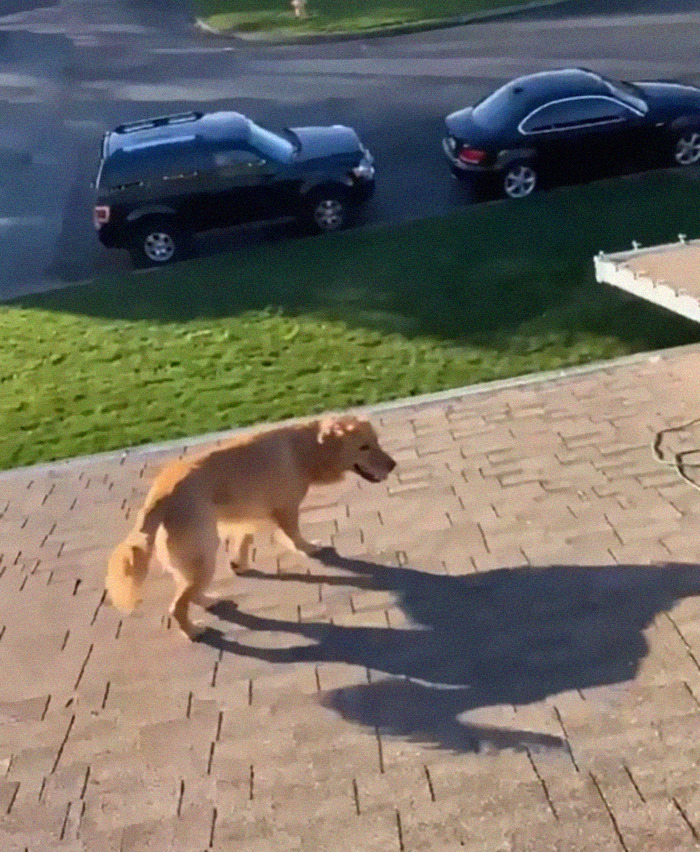This Guy's Security Camera Revealed How His Dog Climbed A Ladder To Get To Him On The Roof