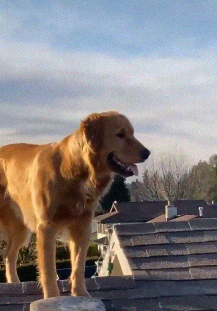 This Guy's Security Camera Revealed How His Dog Climbed A Ladder To Get To Him On The Roof