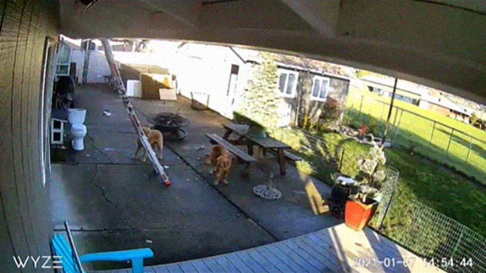 This Guy's Security Camera Revealed How His Dog Climbed A Ladder To Get To Him On The Roof