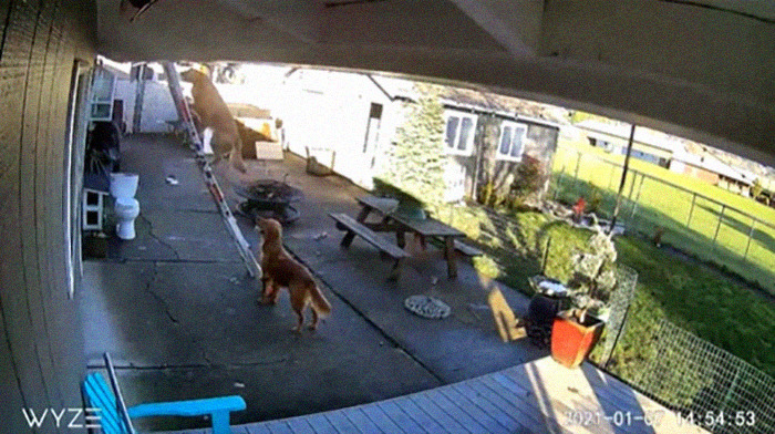 This Guy's Security Camera Revealed How His Dog Climbed A Ladder To Get To Him On The Roof