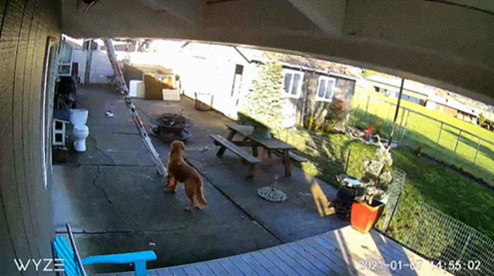 This Guy's Security Camera Revealed How His Dog Climbed A Ladder To Get To Him On The Roof