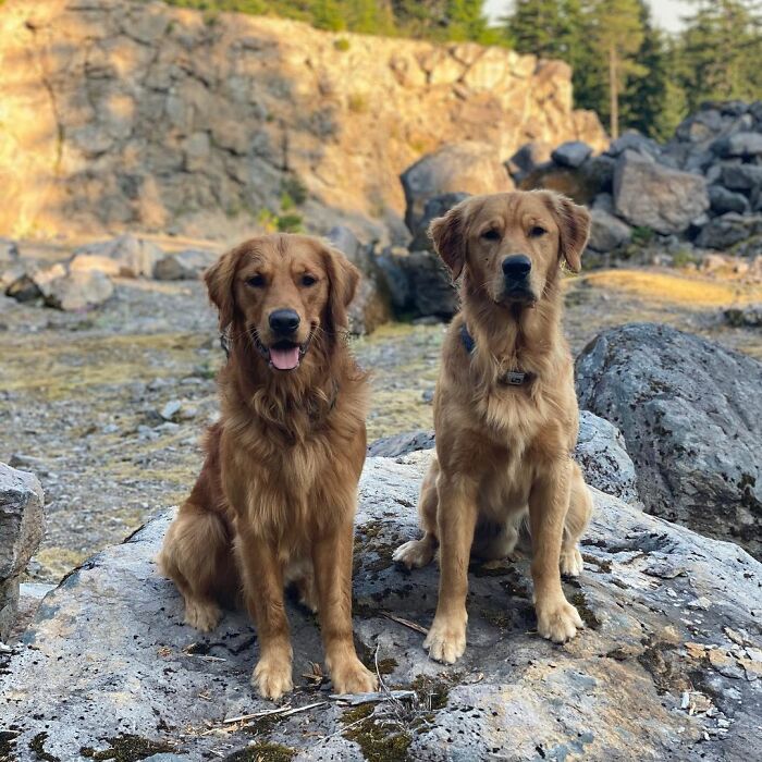 This Guy's Security Camera Revealed How His Dog Climbed A Ladder To Get To Him On The Roof