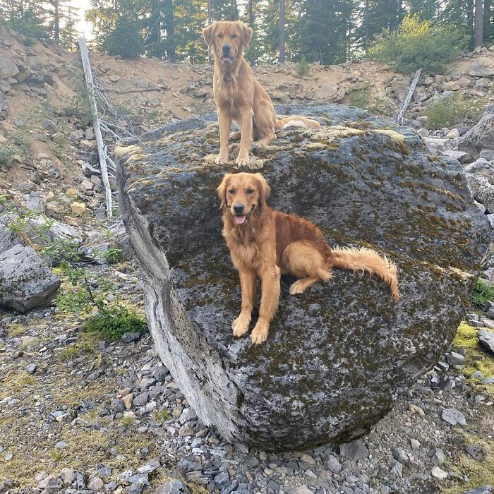 This Guy's Security Camera Revealed How His Dog Climbed A Ladder To Get To Him On The Roof