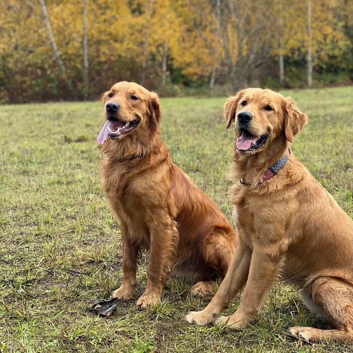 This Guy's Security Camera Revealed How His Dog Climbed A Ladder To Get To Him On The Roof