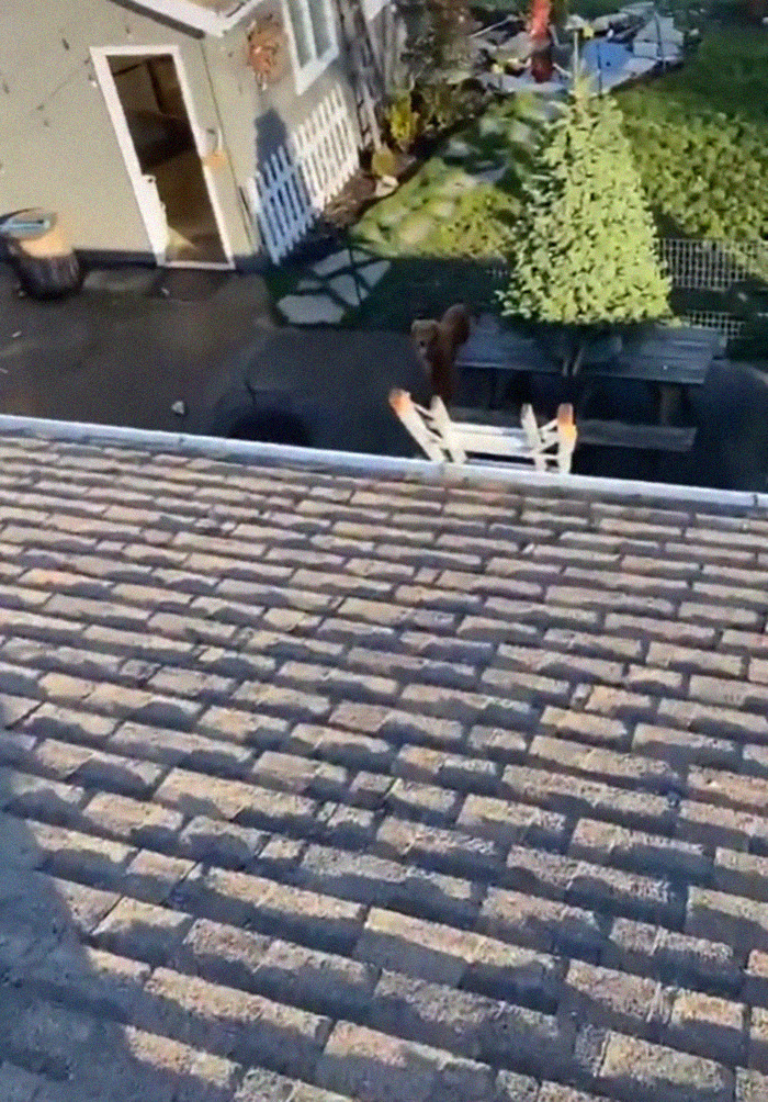 This Guy's Security Camera Revealed How His Dog Climbed A Ladder To Get To Him On The Roof