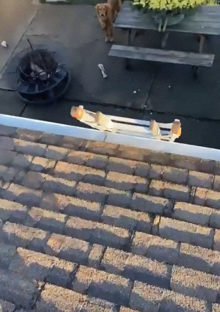 This Guy's Security Camera Revealed How His Dog Climbed A Ladder To Get To Him On The Roof
