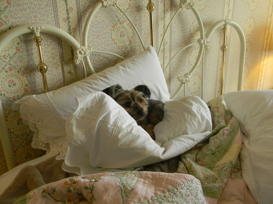 She Was A Rescue Yorkie And I Named Her Siobhan. It's The Most Beautiful Name I've Ever Heard.