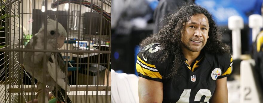 Troy After Troy Polamalu... They Both Have Awesome Hair!