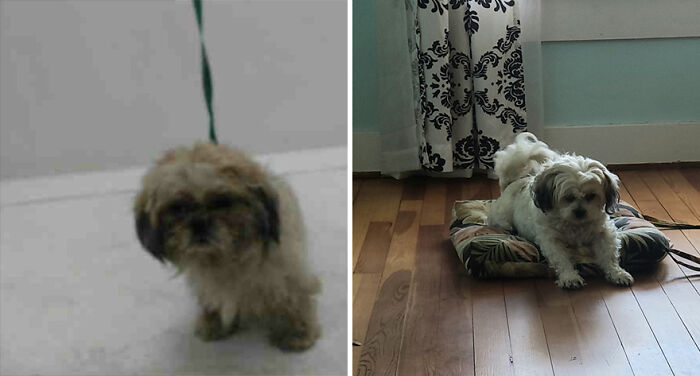 My Pip's Pic On The Shelter Site And Pip Today