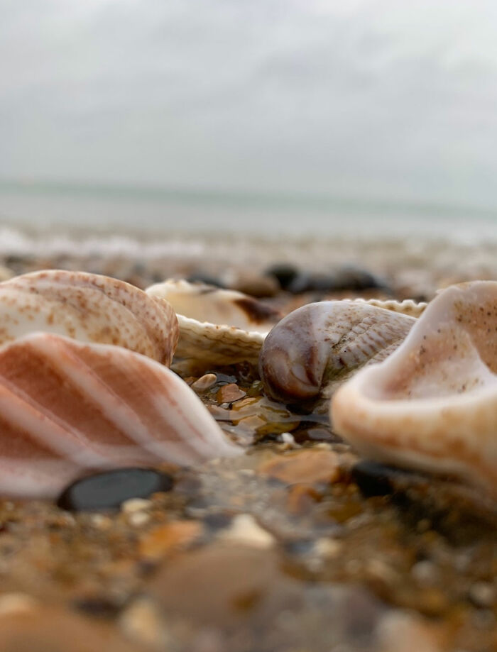 A Beach. Fun Fact: One Of The Shells Had A Dead Animal Inside It So It Smelled Really Bad