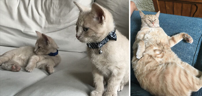 It Only Posted The One Photo Before, So Here Is When We Got Linus And Lucy.