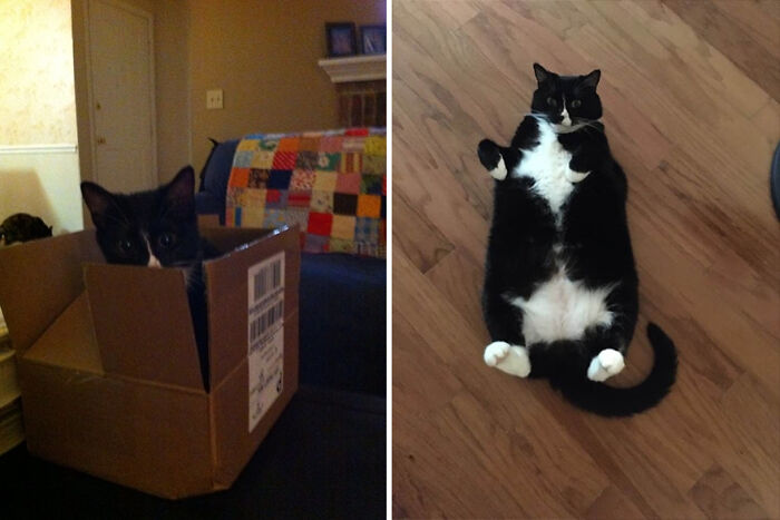 Day I Got Her To Chonk And A Half