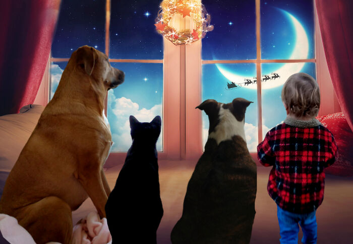 Christmas 2020 Our Furry Babies King, Jack & Mika With Our Grandson Corey