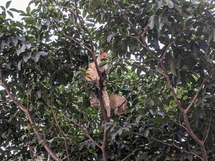 #108 Fun In A Tree! (Not My Cats Strays That I Feed And Love Like My Own)