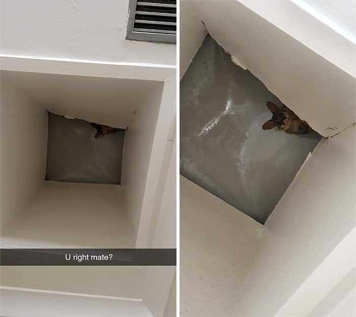 Possum Broke Into My Friend's Roof A While Back. This Happens Often But You Don't Usually Get A Cross-Section View With Added Eye Contact