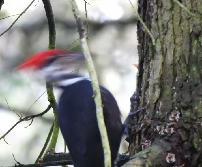 If He Would Just Stop Hammering, I Might Catch Him