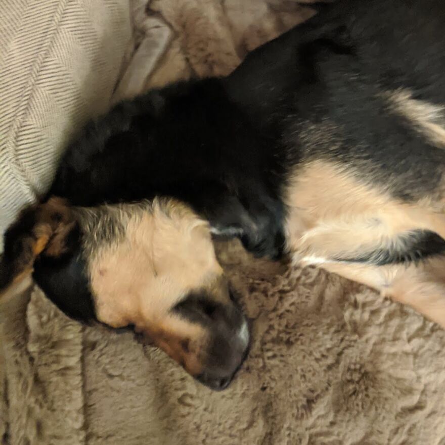 Willow After A Willow Tree