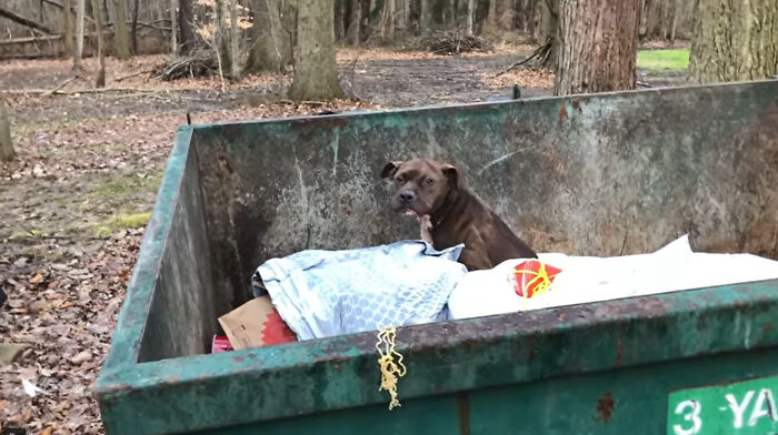 An Injured Pit Bull Was Rescued From The Dumpster After It Was Thrown Out Like Trash An Injured Pit Bull Was Rescued From The Dumpster After It Was Thrown Out Like Trash