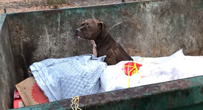 An Injured Pit Bull Was Rescued From The Dumpster After It Was Thrown Out Like Trash An Injured Pit Bull Was Rescued From The Dumpster After It Was Thrown Out Like Trash