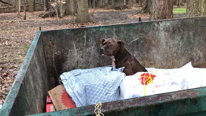 An Injured Pit Bull Was Rescued From The Dumpster After It Was Thrown Out Like Trash An Injured Pit Bull Was Rescued From The Dumpster After It Was Thrown Out Like Trash
