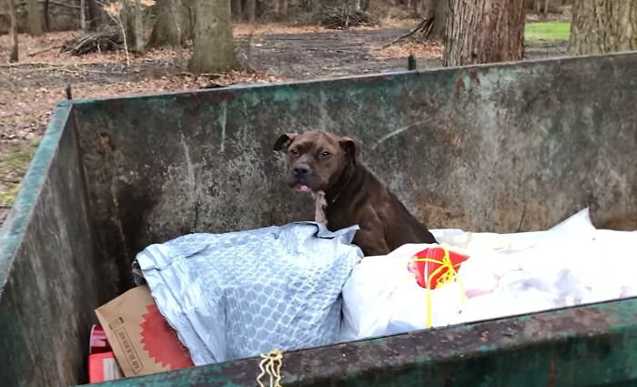 An Injured Pit Bull Was Rescued From The Dumpster After It Was Thrown Out Like Trash An Injured Pit Bull Was Rescued From The Dumpster After It Was Thrown Out Like Trash