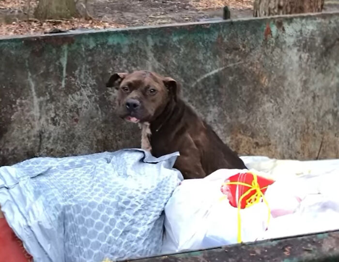 An Injured Pit Bull Was Rescued From The Dumpster After It Was Thrown Out Like Trash An Injured Pit Bull Was Rescued From The Dumpster After It Was Thrown Out Like Trash