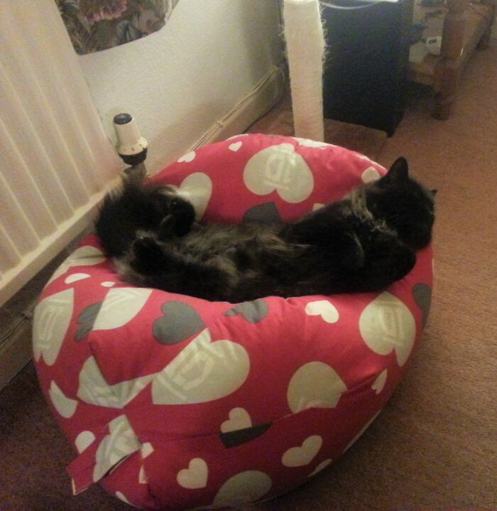 Molly Loves The Beanbag