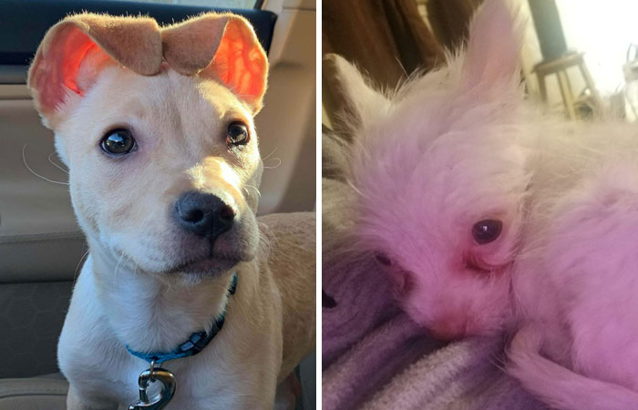 50 Most Wholesome Rescue Pet Photos Of The Month (January Edition)