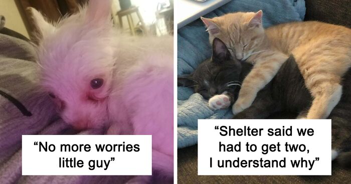 50 Most Wholesome Rescue Pet Photos Of The Month (January Edition)