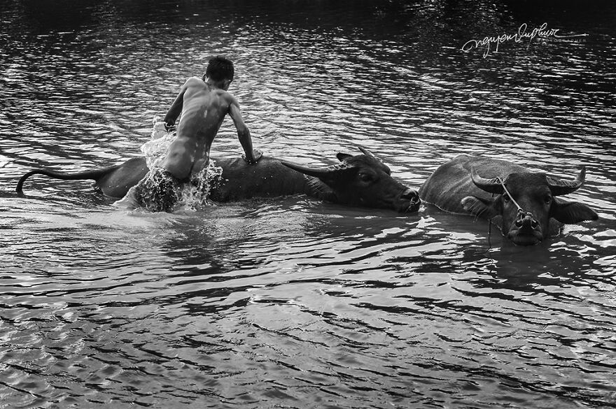 My 29 Pictures That Show The Relationship Between Buffalos And Vietnamese Farmers