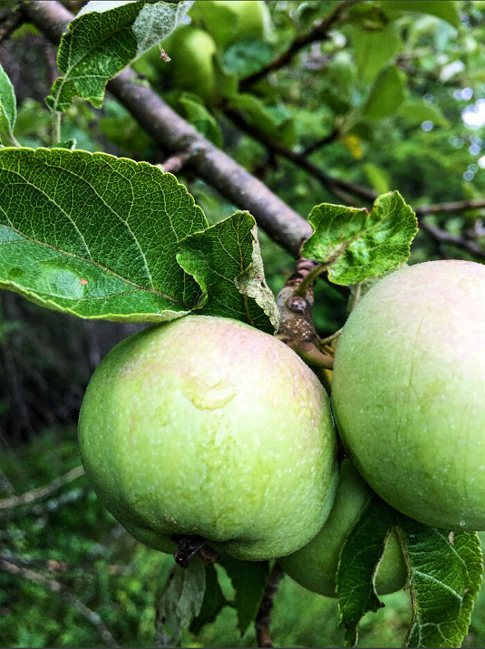 A Picture I Took On A Hike With My iPhone 6s