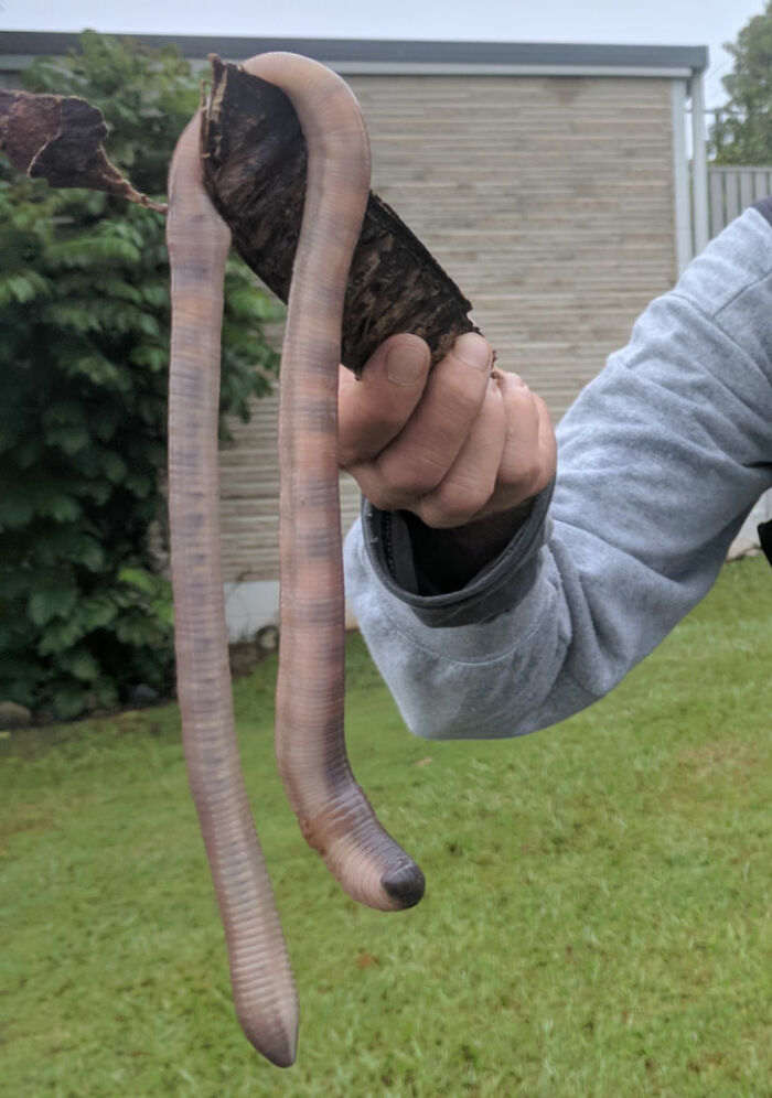 A Massive Earthworm Found In Queensland, Australia