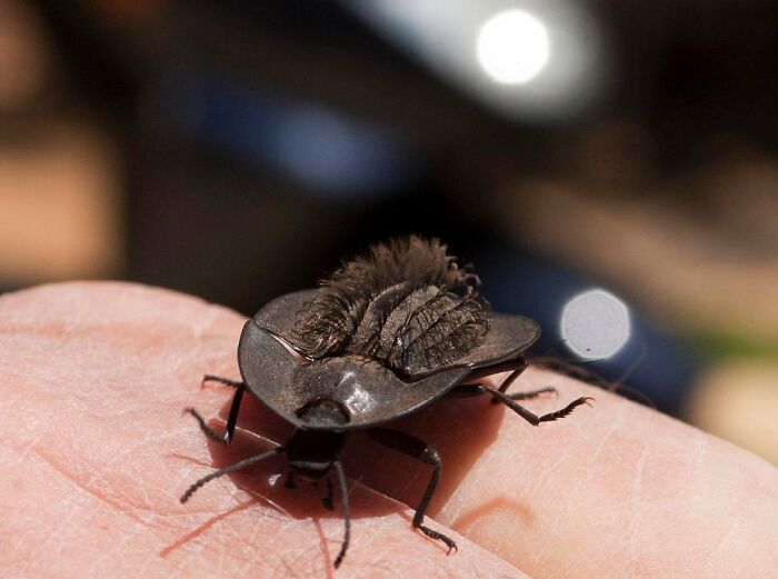Weird Critter From Australia. Hairy Backed Pie Beetle (Helia Perforata)