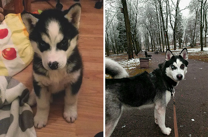 Loki When He Was 3 Months And 3 Years-Old