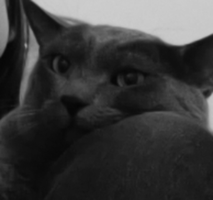 My Boi Oliver Has Learned To Open The Door. No Cat Food Is Safe Anymore. He Is Also Known To Sleep Right In The Middle Of The Bed Or On That Heap Of Covers You Were Just About Pull Over You