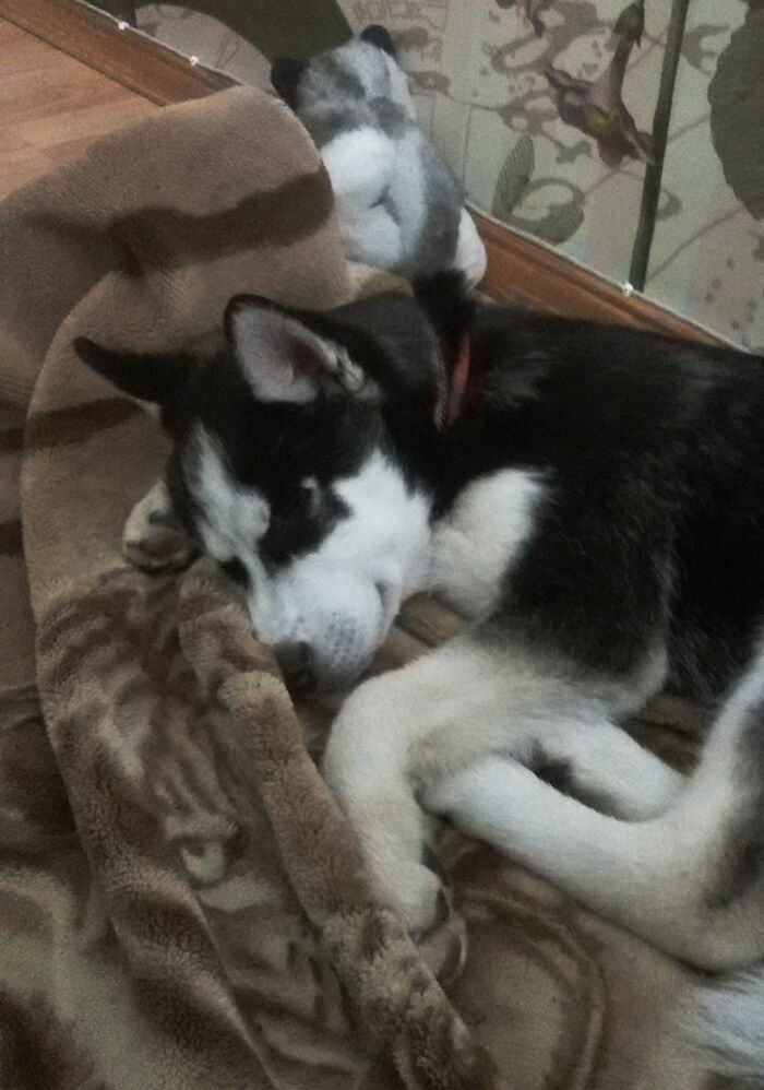 Taking A Nap After An Important Day Of Doing Important Stuff