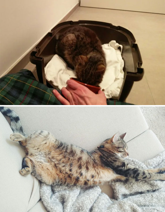 We Found Casey As A Stray (Marked With The Cut In His Ear) At A Busy Intersection. While Picking Him Up To Bring Him To Safety, I Noticed He Was Severely Underweight