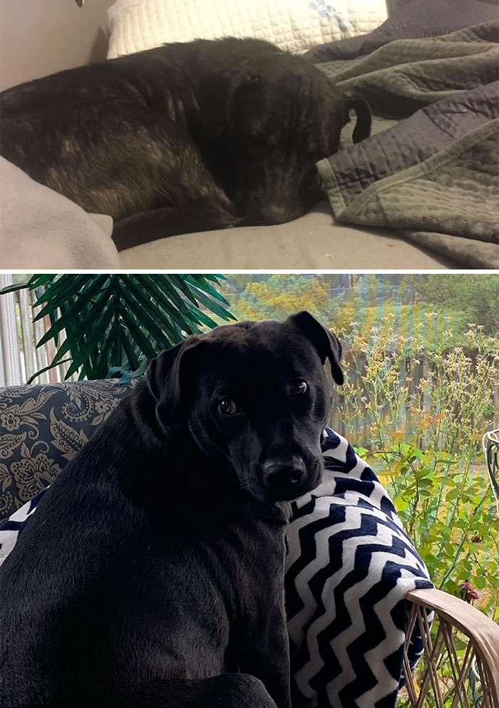 We Adopted Her, In Part, Because She Was So Calm. Nope. Just Didn’t Feel Well. Meet My Hellion Maisie!