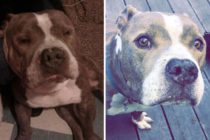 My Best Boy Lucky The Day I Found Him vs. 10 Years Later (Now). Living The Happy And Lazy Life 