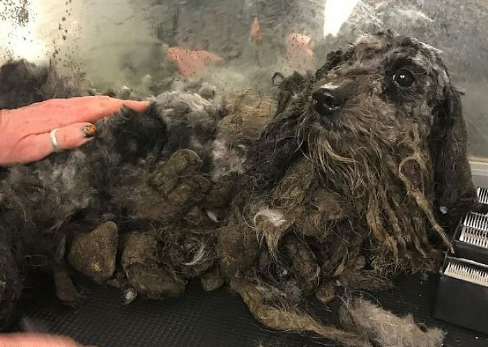 These Dogs Were So Neglected, Rescuers Couldn't Tell What Breed They Are But Their Transformations Look Amazing These Dogs Were So Neglected, Rescuers Couldn't Tell What Breed They Are But Their Transformations Look Amazing