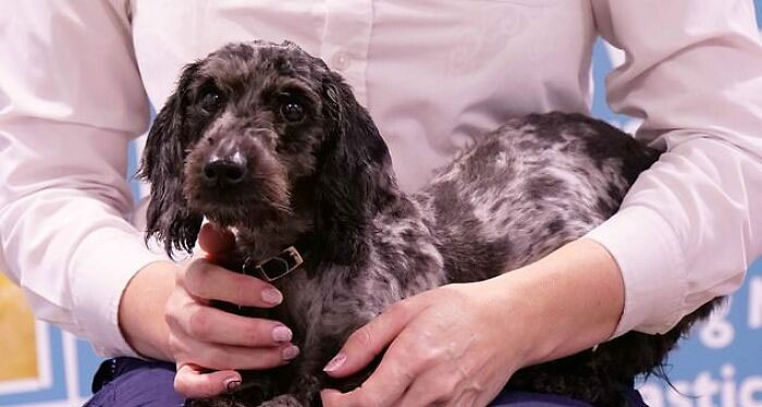 These Dogs Were So Neglected, Rescuers Couldn't Tell What Breed They Are But Their Transformations Look Amazing