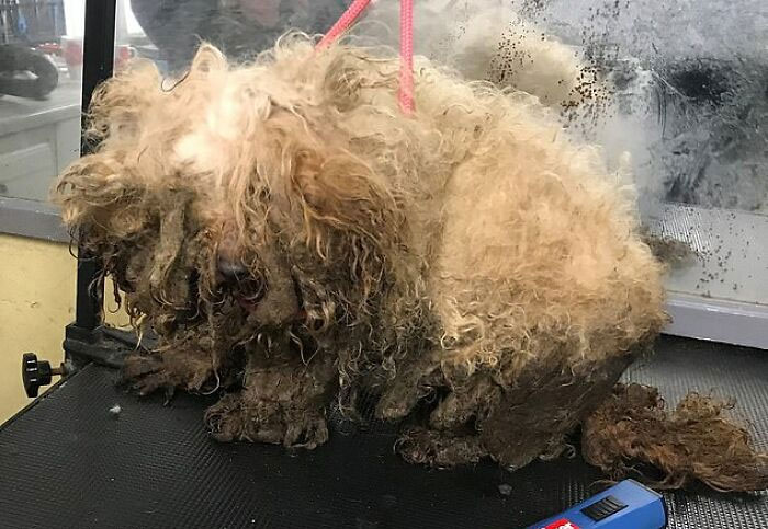 These Dogs Were So Neglected, Rescuers Couldn't Tell What Breed They Are But Their Transformations Look Amazing These Dogs Were So Neglected, Rescuers Couldn't Tell What Breed They Are But Their Transformations Look Amazing