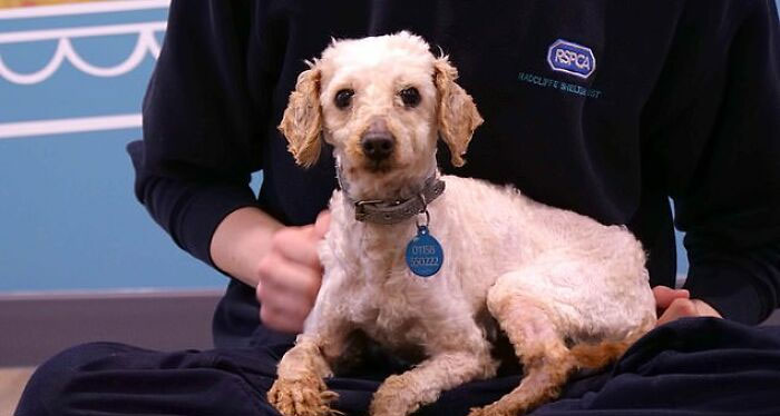 These Dogs Were So Neglected, Rescuers Couldn't Tell What Breed They Are But Their Transformations Look Amazing